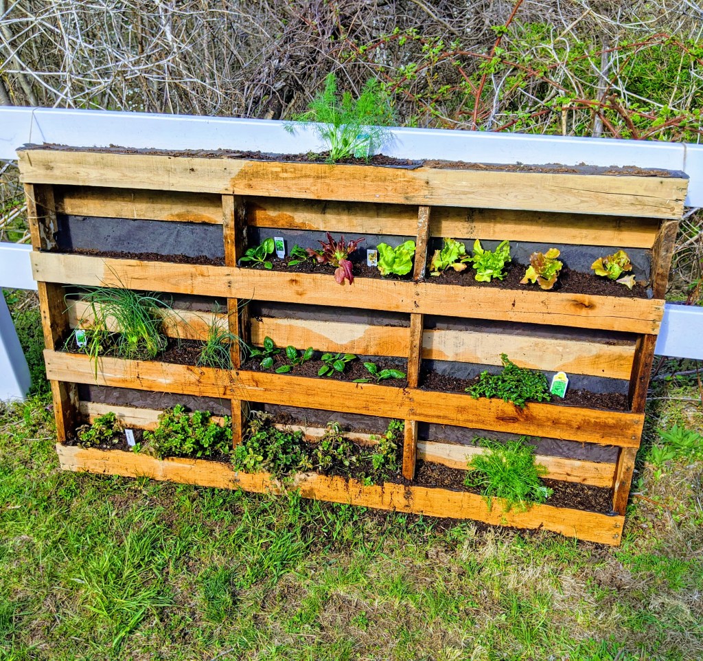 A recycled vertical planter built from a wooden pallet